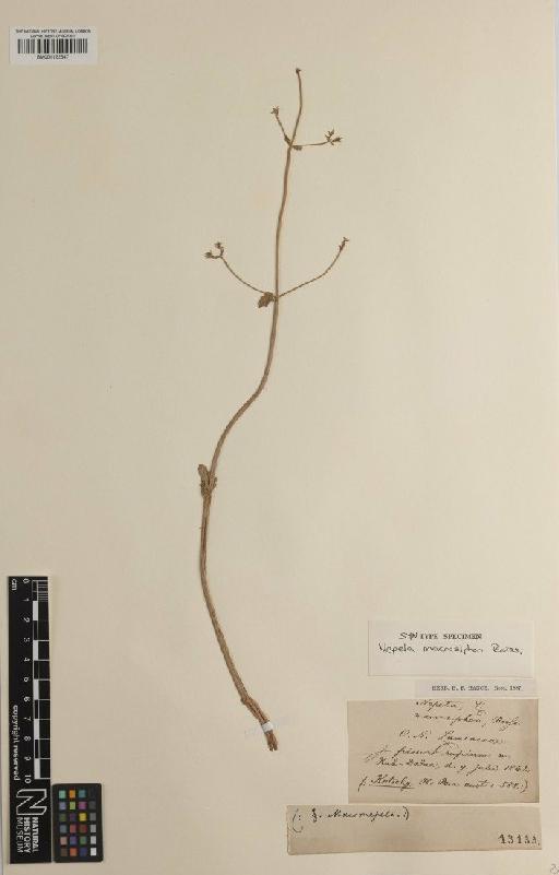 Nepeta macrosiphon Boiss. - BM001122347