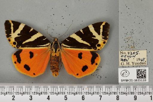 Euplagia quadripunctaria (Poda, 1761) - BMNHE_1635133_209197