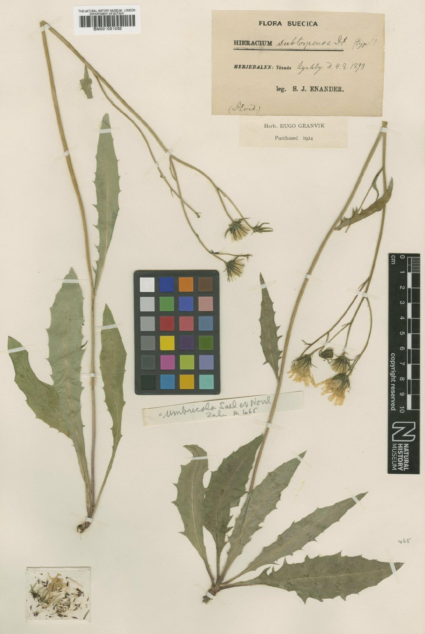 To NHMUK collection (Hieracium subramosum subsp. umbricola (Norrl.) Zahn; TYPE; NHMUK:ecatalogue:2420969)
