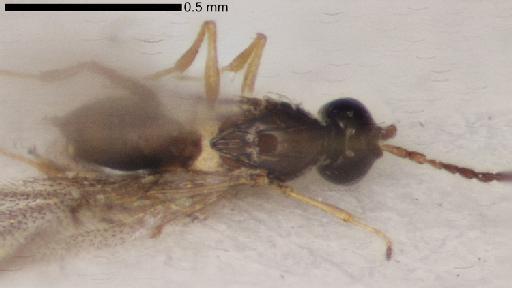 Emargo numa Quinlan, 1988 - Emargo_numa-NHMUK010825907-holotype-female-body-dorsal-10_0x