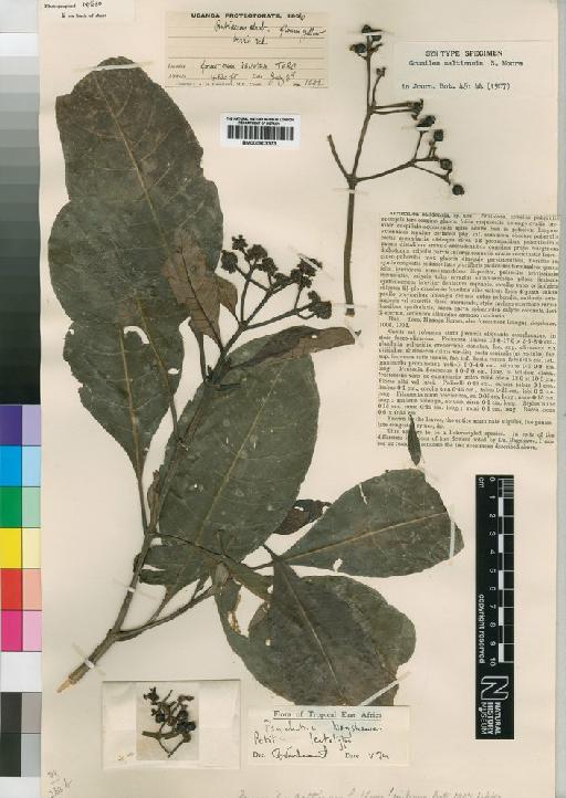 Psychotria bagshawei Petit - BM000903373