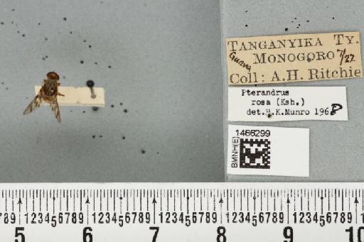 Ceratitis (Pterandrus) quilicii De Meyer et al., 2016 - BMNHE_1466299_26920