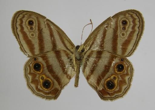 Euptychia picea Butler, 1867 - BMNH(E)_ 1267123_Euptychia_picea_Butler_T_male_ (3)