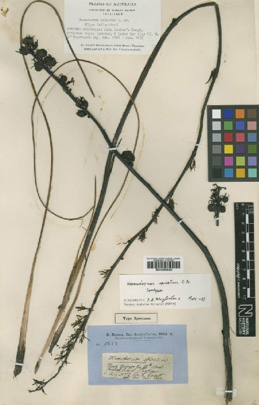 Haemodorum spicatum R.Br. - BM000939380