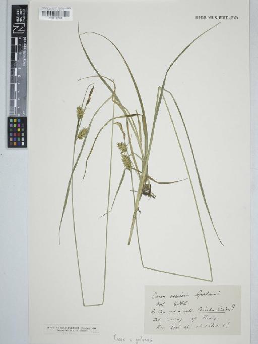 Carex × grahamii Boott - BM001127825   C
