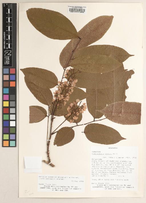 Pterocarpus rohrii Vahl - BM000095565