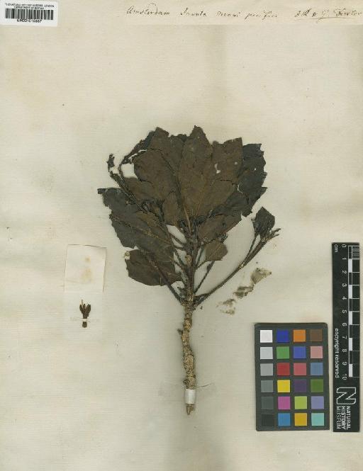 Badusa corymbifera G.Forst. - BM001015807