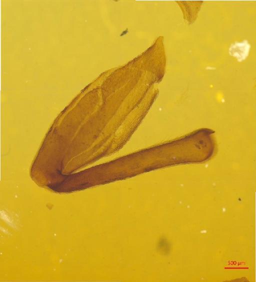 Rhytiphora obliqua (Donovan, 1805) - 010131525___9