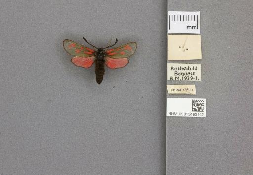 Zygaena (Zygaena) loti scotica Rowland-Brown, 1919 - 015193142_additional