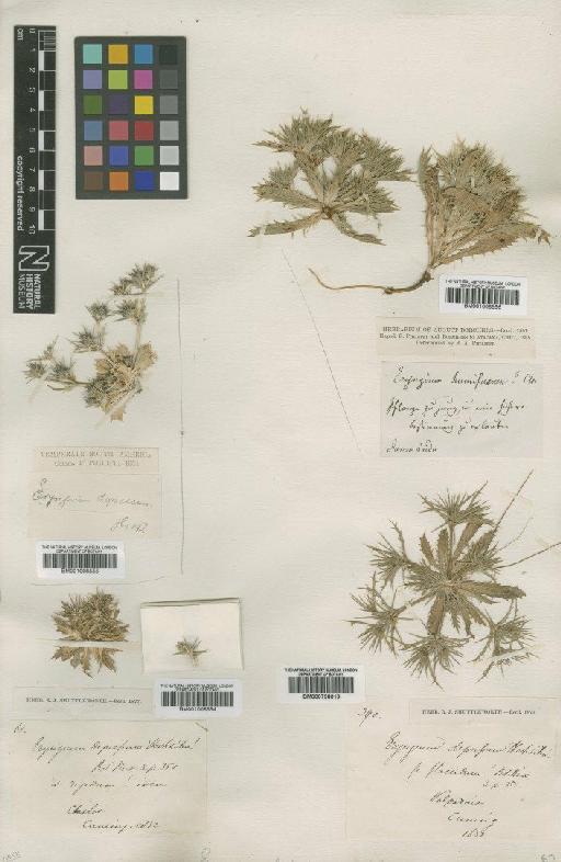 Eryngium depressum Hook. & Arn. - BM001008556