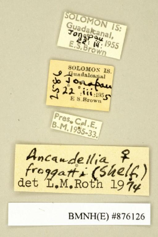 Ancaudellia froggatti froggatti (Shelford, 1911) - Ancaudellia froggatti froggatti Shelford, 1911, female, non type, labels. Photographer: Edward Baker. BMNH(E)#876126