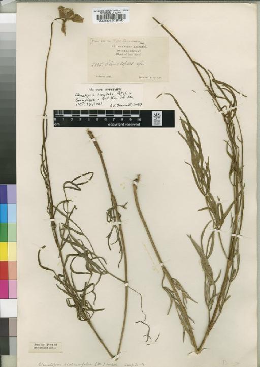 Clematopsis scabiosifolia (DC.) Hutch. - BM000583223