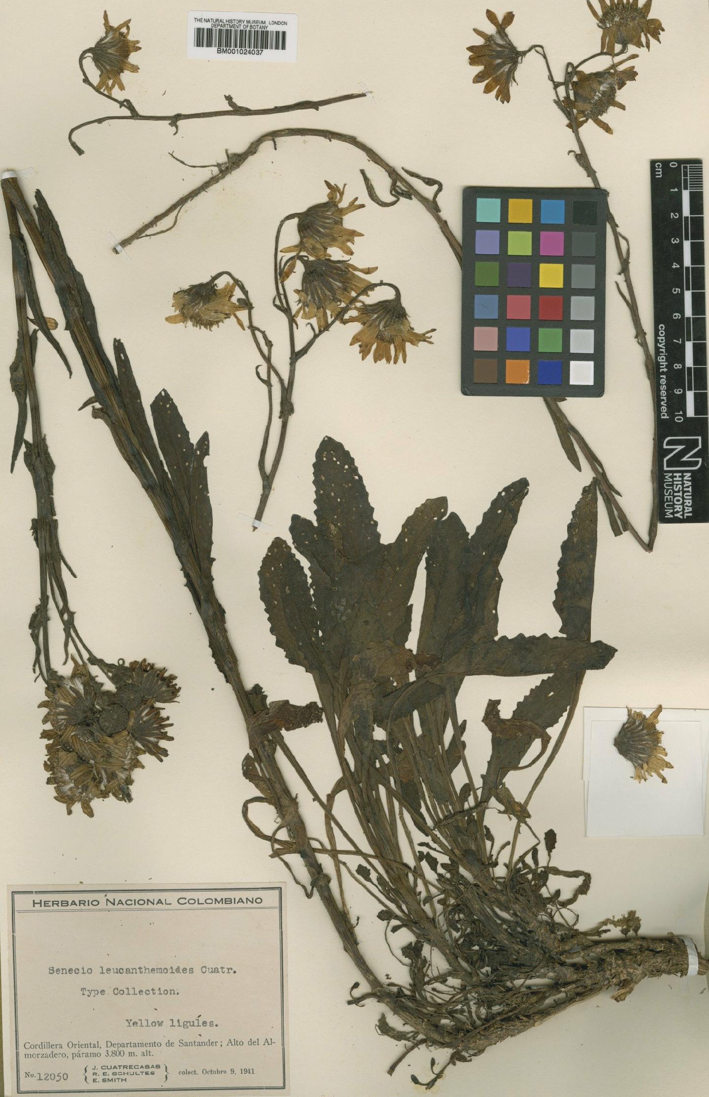 To NHMUK collection (Senecio leucanthemoides Cuatrec.; Type; NHMUK:ecatalogue:621929)