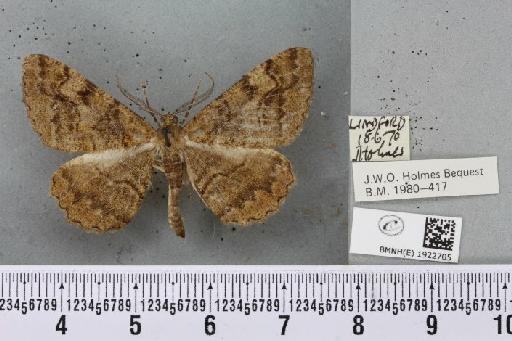 Alcis repandata repandata (Linnaeus, 1758) - BMNHE_1922705_477943