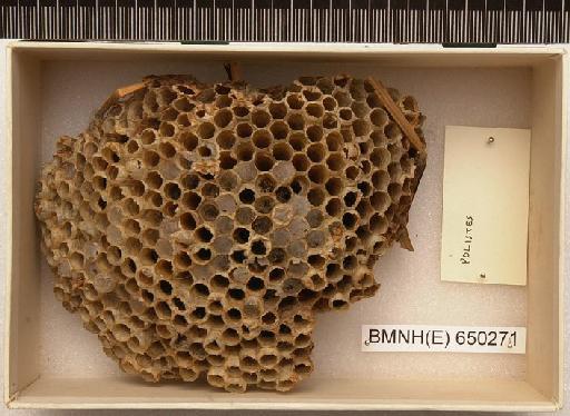 Polistes Latreille, 1802 - Hymenoptera Nest BMNH(E) 650271