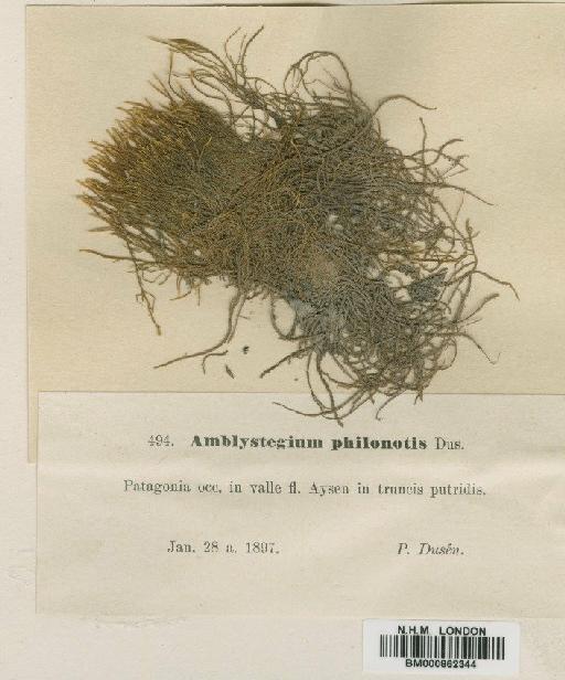 Amblystegium philonotis Dusén - BM000862344