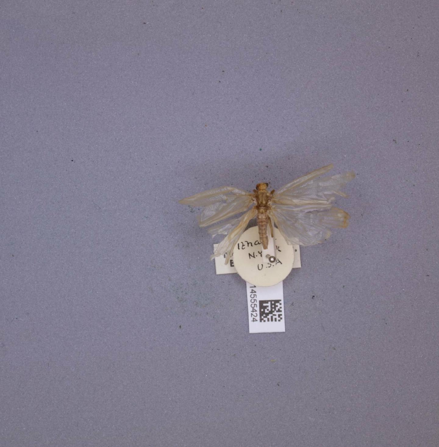 Pycnopsyche scabripennis thumbnail