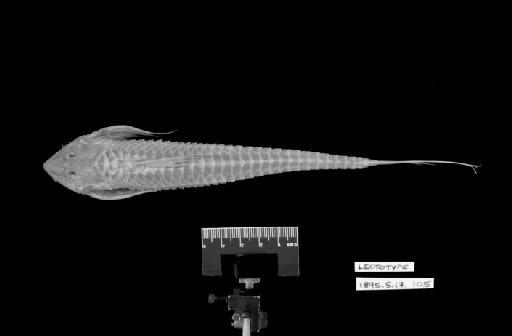 Loricaria apeltogaster Boulenger, 1895 - L.apeltogaster LECTOTYPE 1895.5.17.105 (dorsal)