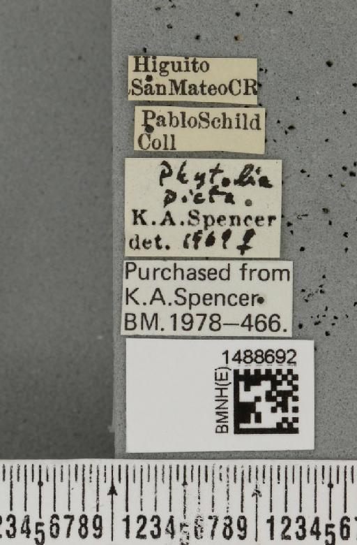 Phytobia xanthophora (Schiner, 1868) - BMNHE_1488692_label_52540