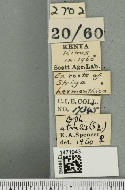 Ophiomyia atralis Spencer, 1961 - BMNHE_1471943_label_47010