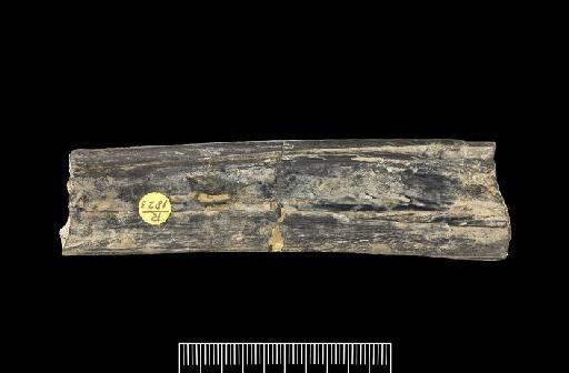 Serradraco sagittirostris unranked Ornithocheiromorpha (Owen, 1874) - PV R 1823 Ornithocheirus sagittirostris e