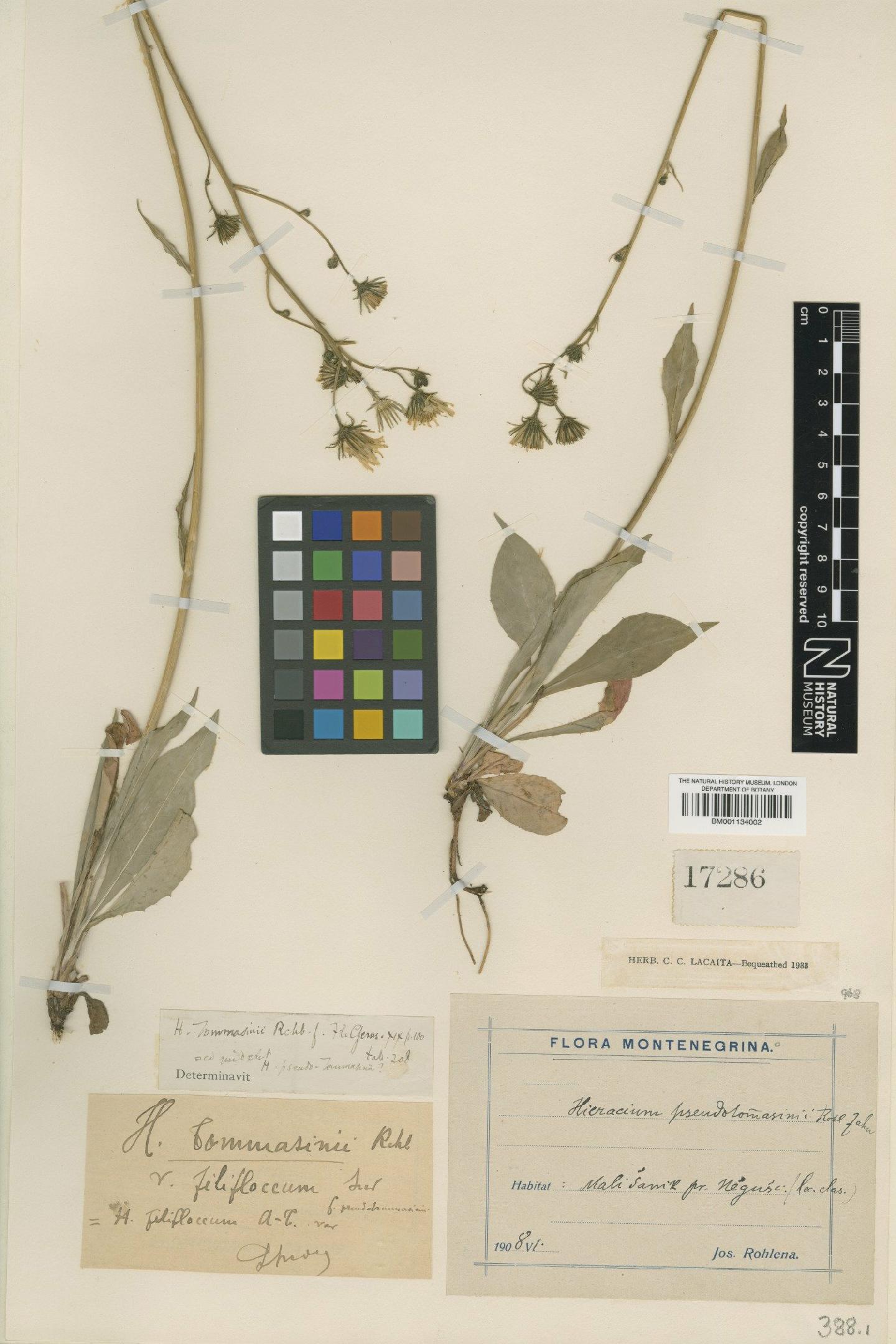 To NHMUK collection (Hieracium pseudotommasinii Rohlena & Zahn; NHMUK:ecatalogue:2820586)