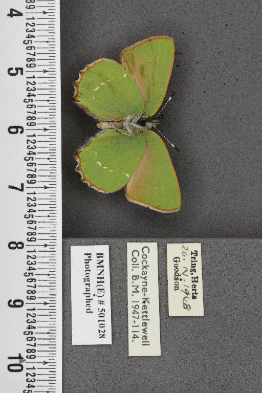 Callophrys rubi ab. inferopunctata Tutt, 1907 - BMNHE_501028_97450