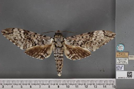 Macropoliana ferax ferax (Rothschild & Jordan, 1916) - BMNH(E) 1378096 M ferax R&J PLT dorsal & labels