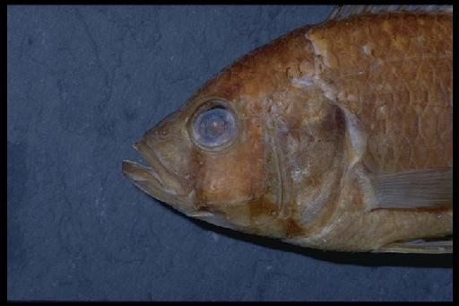 Haplochromis vanderhorsti Greenwood, 1954 - Haplochromis vanderhorsti; 1953.11.4.1