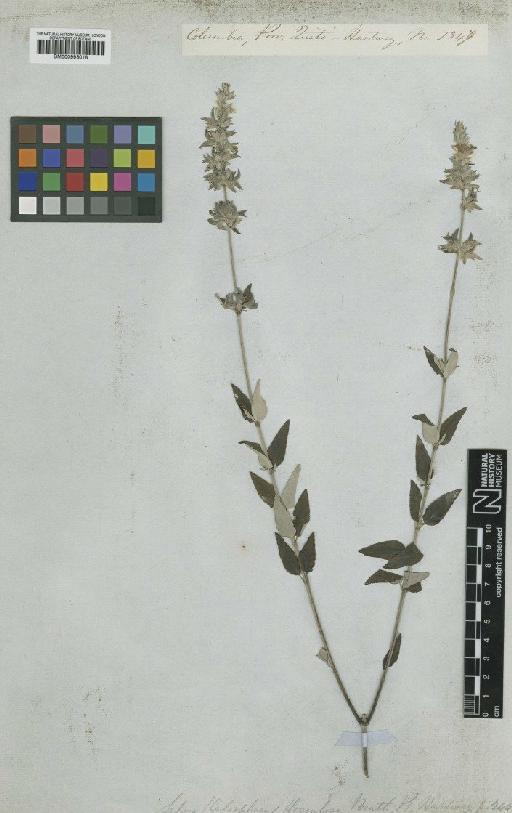 Salvia floculosa Benth. - BM000993018