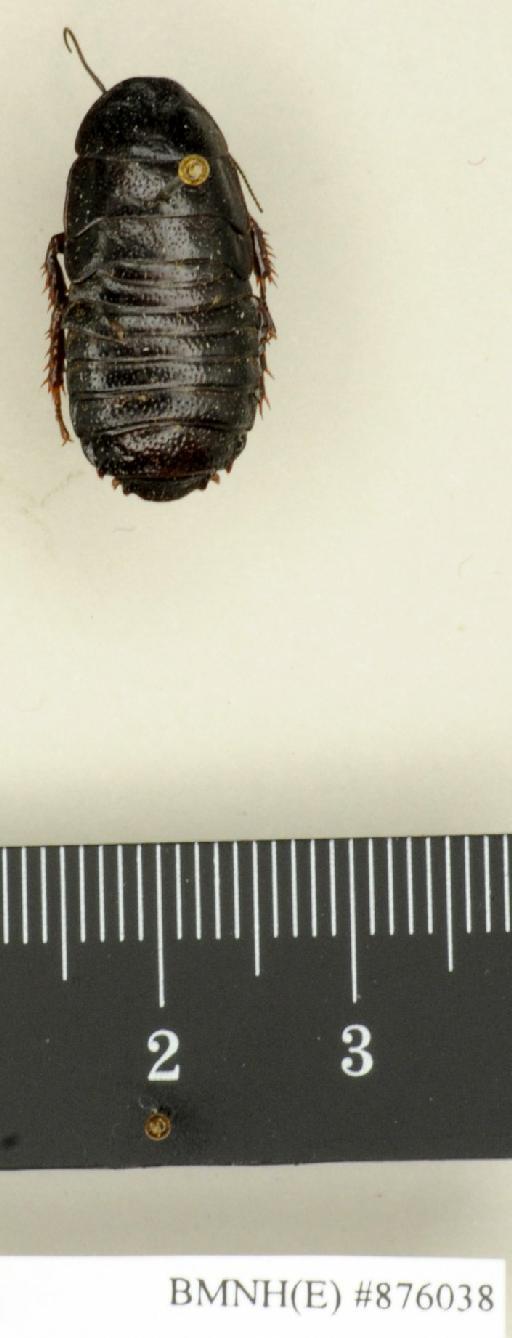 Panesthia papuensis Roth, 1979 - Panesthia papuensis Roth, 1979, male, paratype, dorsal. Photographer: Edward Baker. BMNH(E)#876038