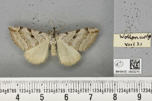 Aplocera plagiata plagiata (Linnaeus, 1758) - BMNHE_1833270_406367