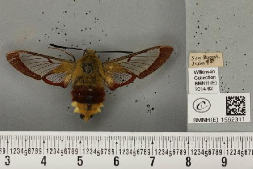 Hemaris fuciformis (Linnaeus, 1758) - BMNHE_1562311_241040