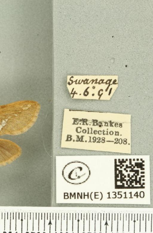 Korscheltellus lupulina ab. dacicus Caradja, 1893 - BMNHE_1351140_label_186252