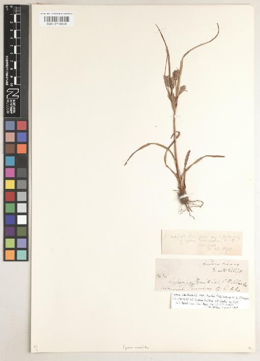 Cyperus tonkinensis var. baikiei (C.B.Clarke ex Kük.) S.S.Hooper - BM013718425