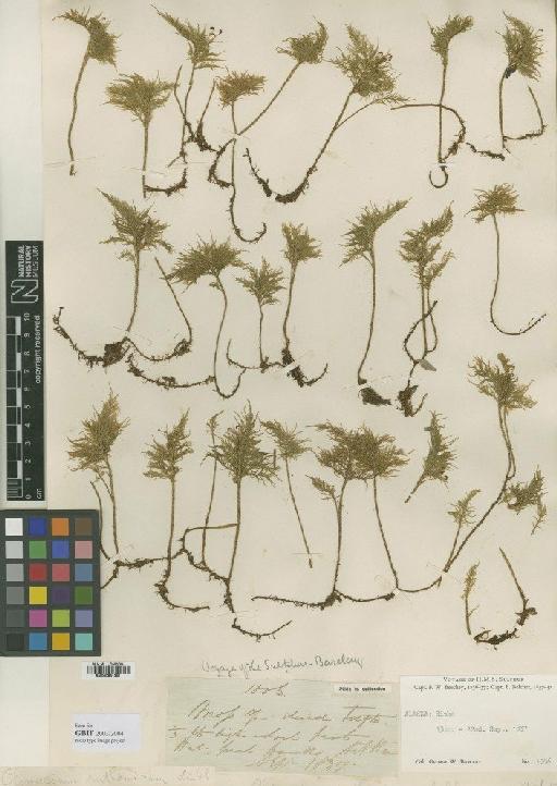 Pleuroziopsis ruthenica (Weinm.) Kindb. ex E.Britton - BM000851391