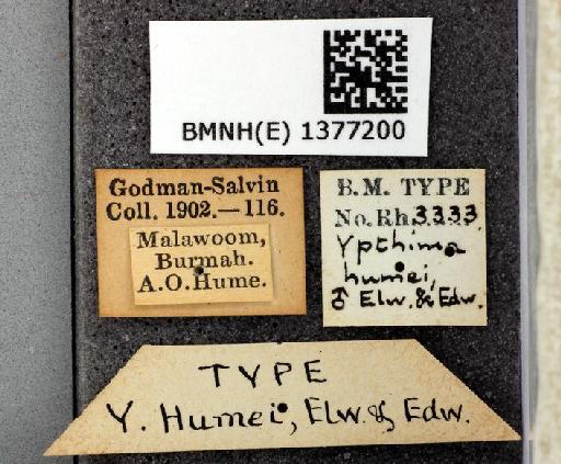 Ypthima humei Elwes & Edwards - Ypthima humei Elwes & Edawrds type 1377200 labels