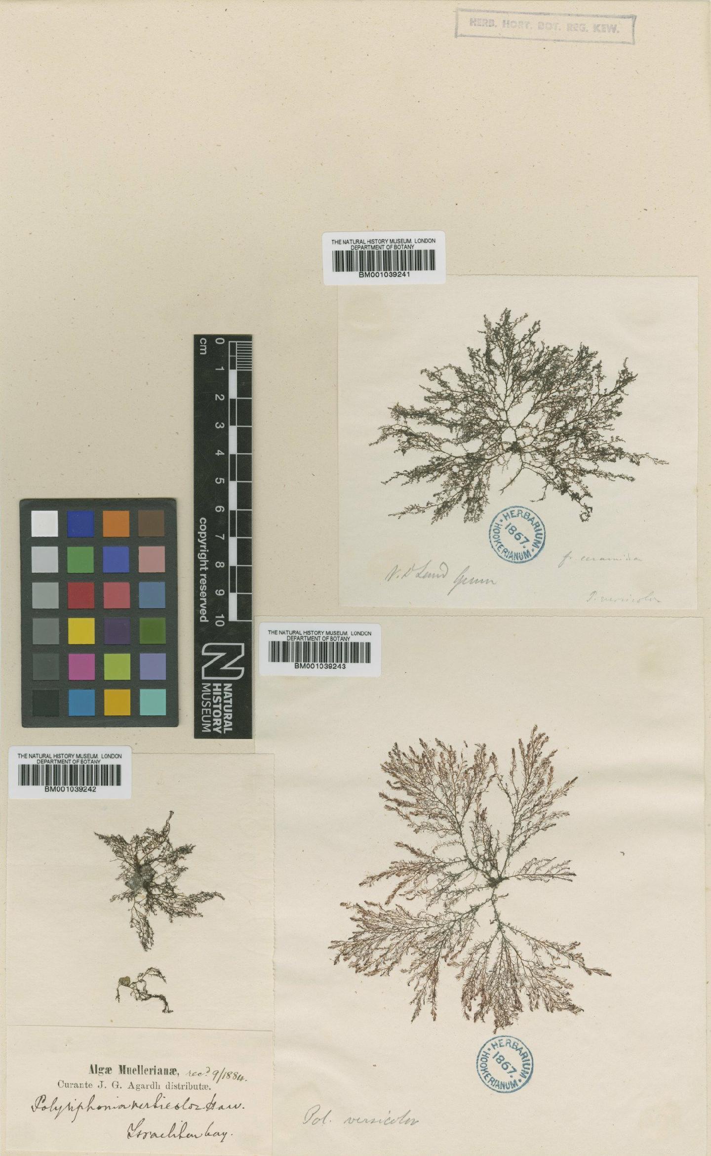 To NHMUK collection (Herposiphonia versicolor (Hook.f. & Harv.) Reinbold; TYPE; NHMUK:ecatalogue:710482)