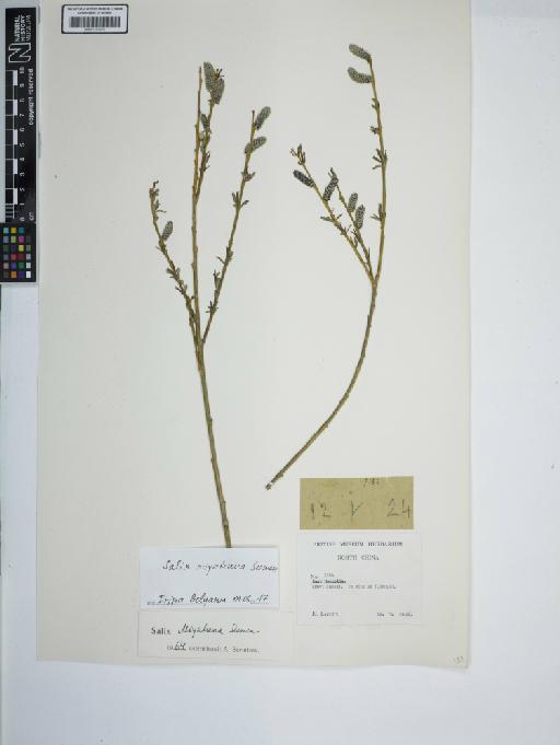 Salix miyabeana Seemen - BM001187076