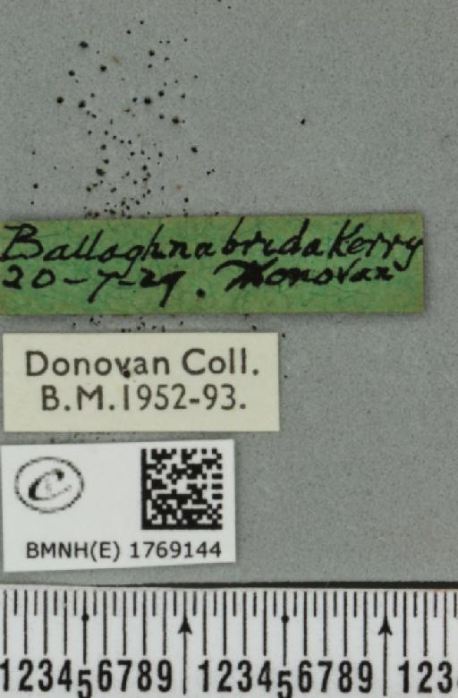 Dysstroma truncata truncata (Hufnagel, 1767) - BMNHE_1769144_label_349837