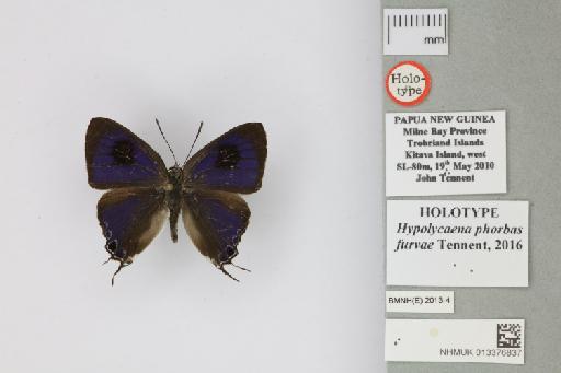 Hypolycaena phorbas furvae Tennent, 2016 - 013376837_Hypolycaena_phorbas_furvae_Tennent_2016_HT