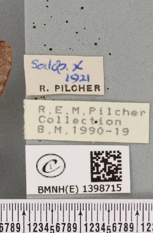 Eriogaster lanestris (Linnaeus, 1758) - BMNHE_1398715_label_191508