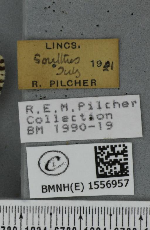 Lymantria monacha (Linnaeus, 1758) - BMNHE_1556957_label_251699