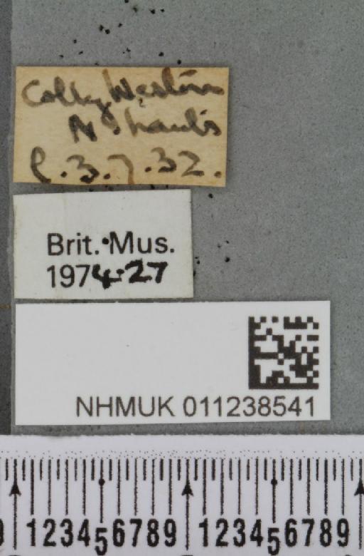 Brachylomia viminalis (Fabricius, 1777) - NHMUK_011238541_label_639227