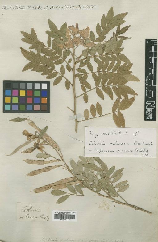 Tephrosia sericea Willd. & A.Chev. - BM000997313