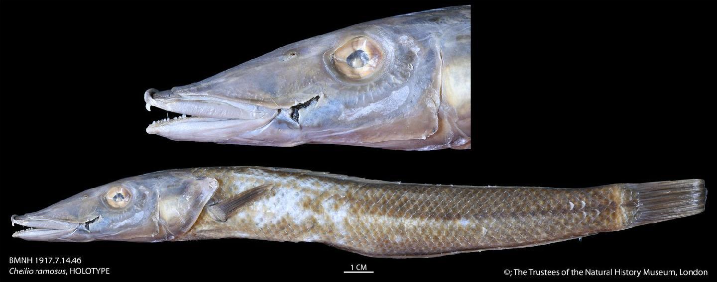 To NHMUK collection (Cheilio ramosus Jenyns, 1842; HOLOTYPE; NHMUK:ecatalogue:2502666)