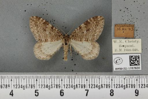 Epirrita filigrammaria ab. polata Westwood, 1845 - BMNHE_1787650_361524