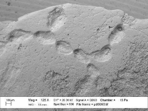 Simplicidium jontoddi Martha et al., 2019 - PI BZ 8165 - Simplicidium jontoddi