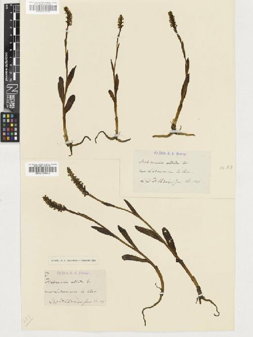 Pseudorchis albida (L.) Á.Löve & D.Löve - BM001072412