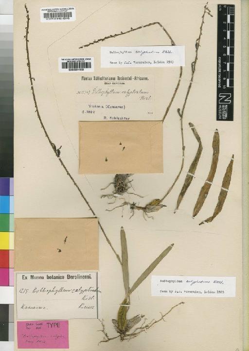 Bulbophyllum calyptratum Kraenzl. - BM000911523